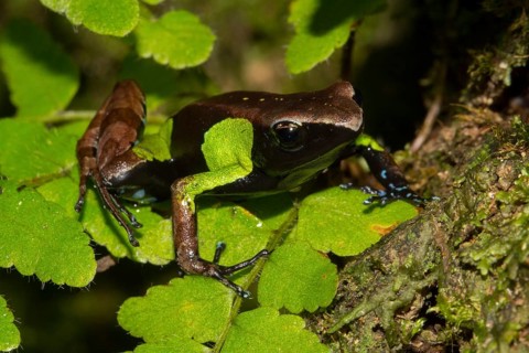 Guibe's mantella