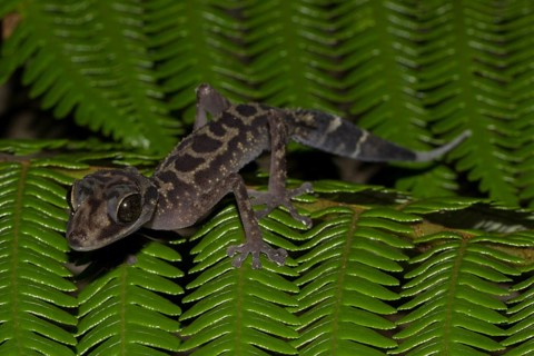 Graceful Madagascar Ground Geckoo