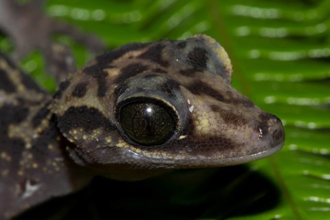 Graceful Madagascar Ground Gecko