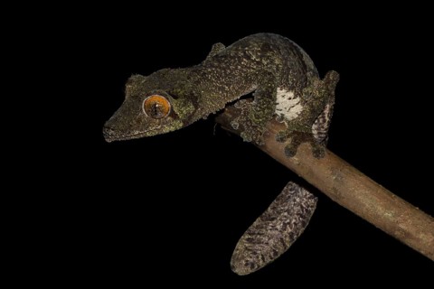Mossy leaf-tailed gecko