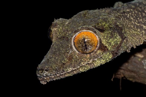 Mossy leaf-tailed gecko
