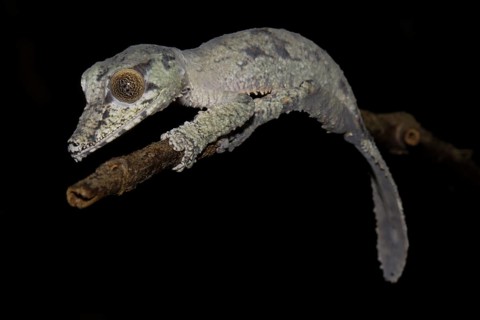 Leaf-tailed gecko