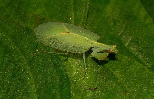 Mantis