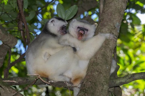 Silky sifaka or silky simpona