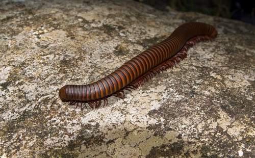 Large millipede