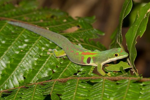 Peacock day gecko