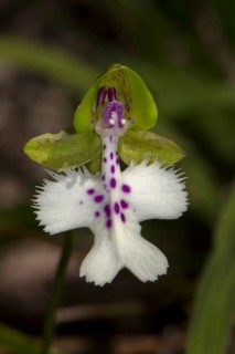 Orchid