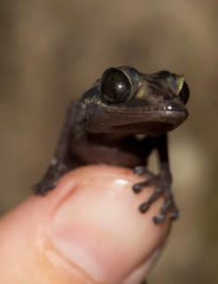 Graceful Madagascar Ground Gecko