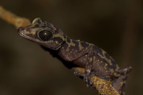 Graceful Madagascar Ground Gecko