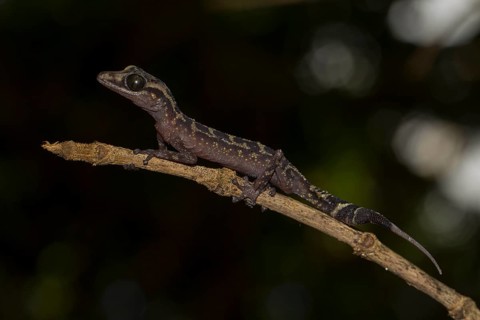 Graceful Madagascar Ground Gecko