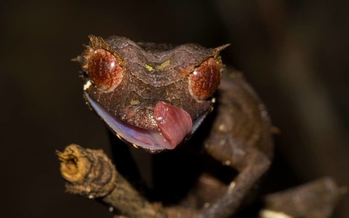 Leaf-tailed gecko