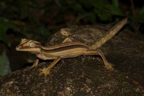 Lined flat-tail gecko
