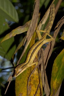 Lined flat-tail gecko