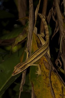 Mossy leaf-tailed gecko