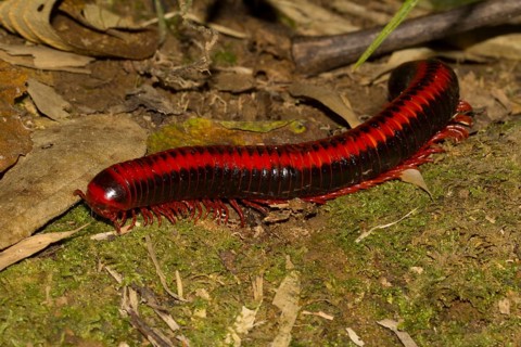 Red millipede
