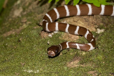 Snake