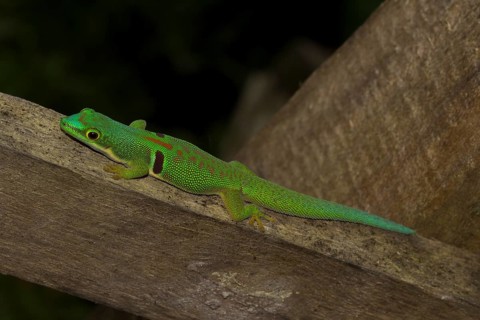 Peacock day gecko