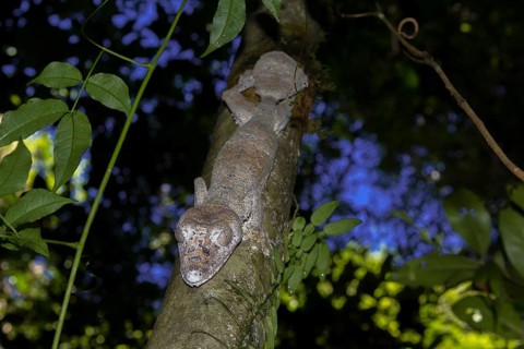 Mossy leaf-tailed gecko