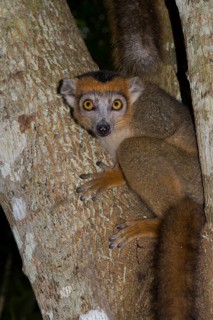 Crowned Lemur