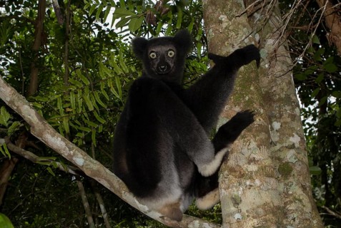 Indri or babakoto