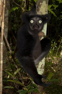 Indri