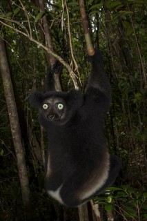 Indri