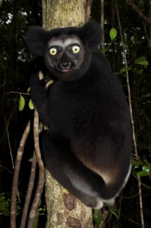 Indri or babakoto