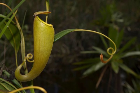 Pitcher plant