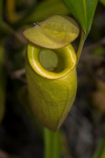 Pitcher plant