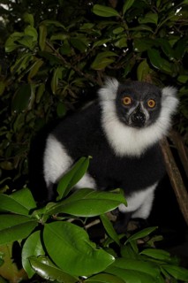 Black-and-white ruffed lemur