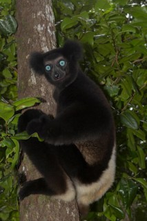 Indri
