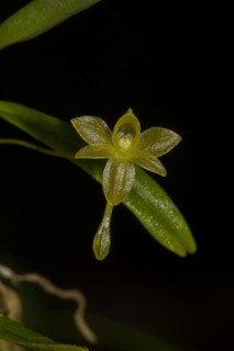 Orchid