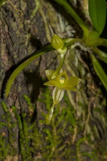 Orchid