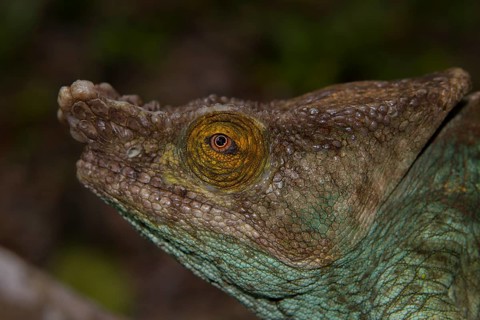 Parson's chameleon