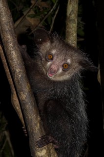 Aye-aye