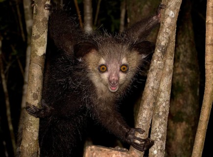 Aye-aye