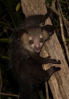 Aye-aye