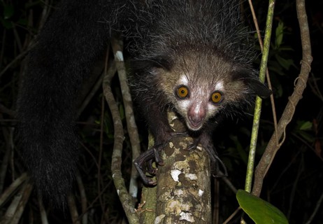 Aye-aye