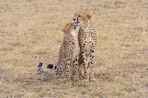 Cheetah