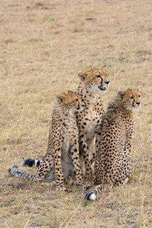 Cheetah