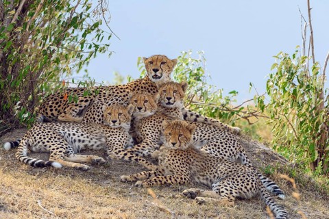 Cheetah