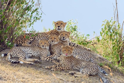 Cheetah