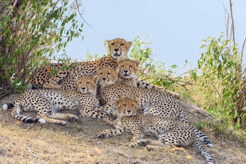 Cheetah
