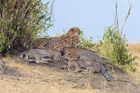 Cheetah