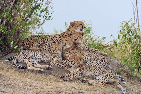 Cheetah