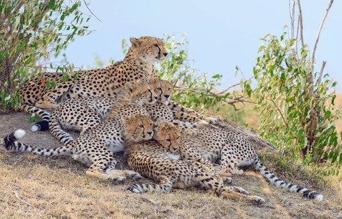 Cheetah