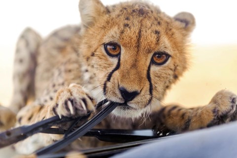 Young cheetah