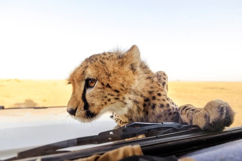 Young cheetah