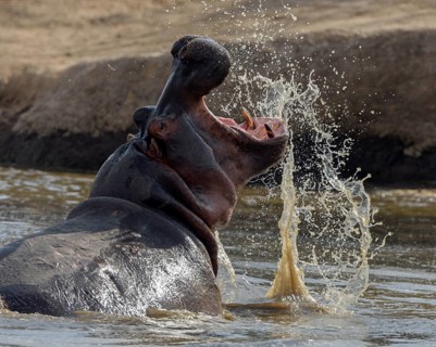 Hippopotamus