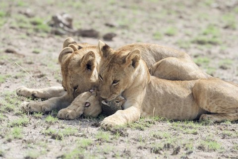 Two young lions